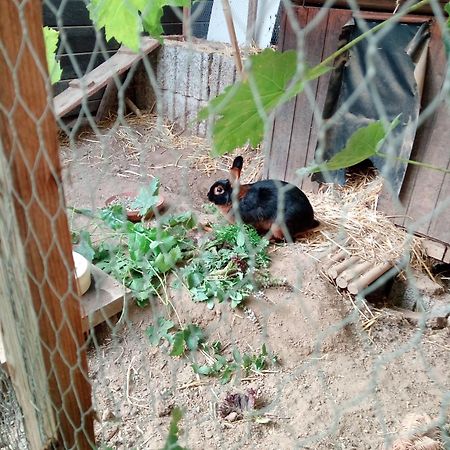 Ferienwohnung Trina Bendorf Dış mekan fotoğraf